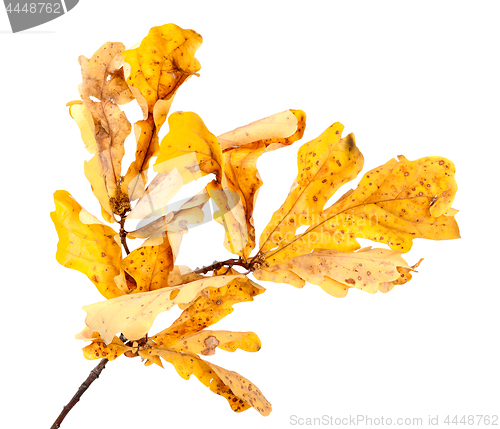 Image of Yellow dried autumn oak twig and leaves