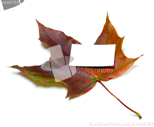 Image of Multicolor autumn maple-leaf with white empty business card