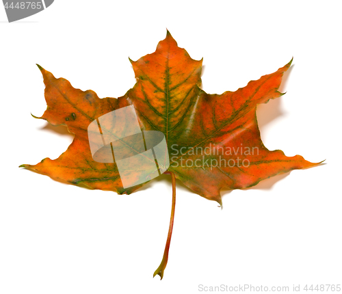 Image of Autumn multicolor maple-leaf