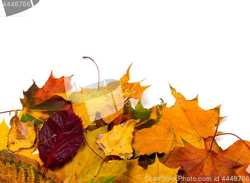 Image of Autumn dry multicolor leaves