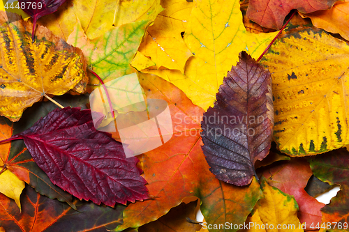 Image of Autumn fallen multicolor leaves