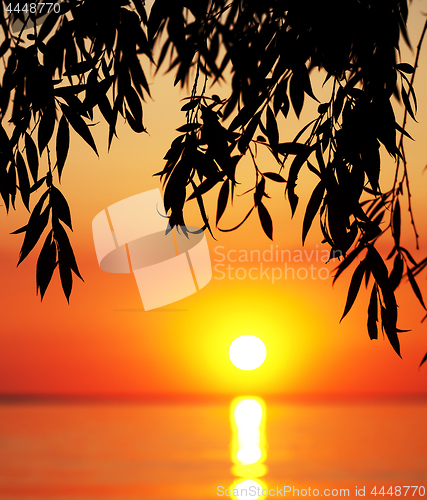 Image of Silhouette of tree branches and sea at sunset