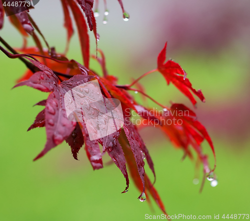 Image of Leaves of red Japanese-maple (Acer japonicum) with water drops a