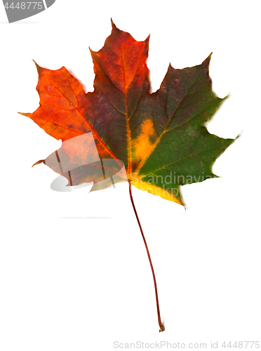 Image of Autumn multicolored maple leaf