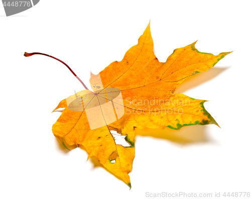 Image of Autumn yellow maple leaf with holes