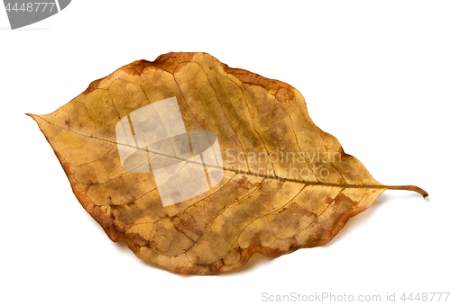 Image of Autumn dry leaf of walnut tree