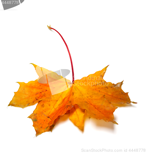 Image of Yellow autumn maple-leaf