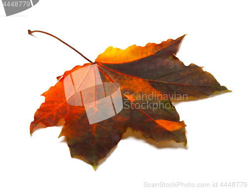 Image of Multicolor autumn maple leaf