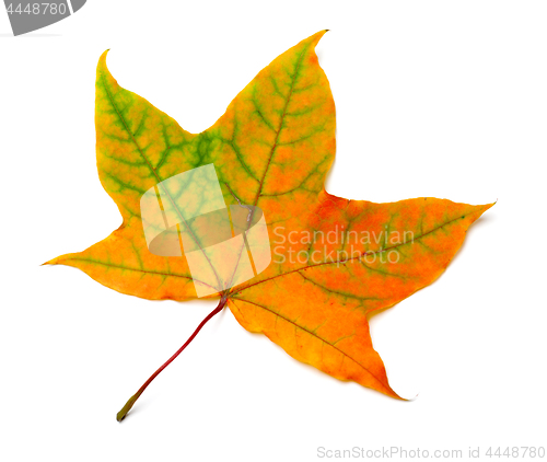 Image of Autumn orange maple leaf with green streaks