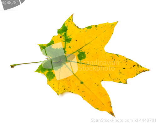 Image of Yellow autumn maple leaf with green spots