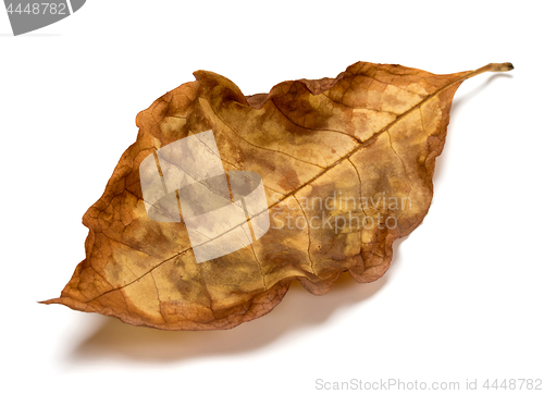 Image of Autumn dry leaf of walnut tree