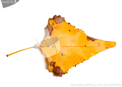 Image of Autumn yellow leaf of poplar isolated on white background