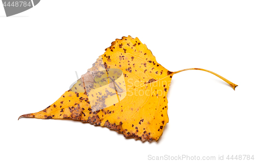 Image of Spotted autumn leaf of poplar 