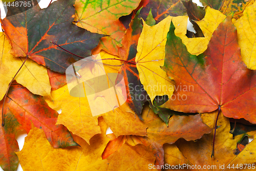 Image of Autumn multicolored maple leafs