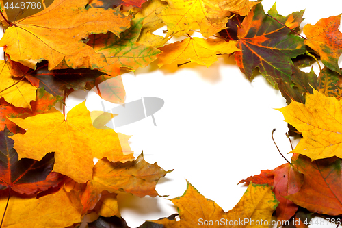 Image of Autumn multicolored maple leafs