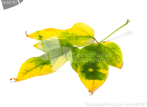 Image of Yellowed autumn maple-leaf