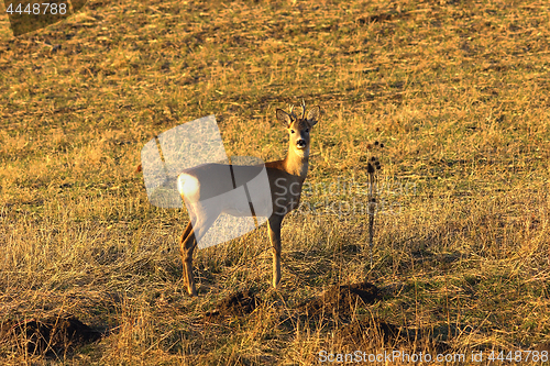 Image of young curious roe deer buck