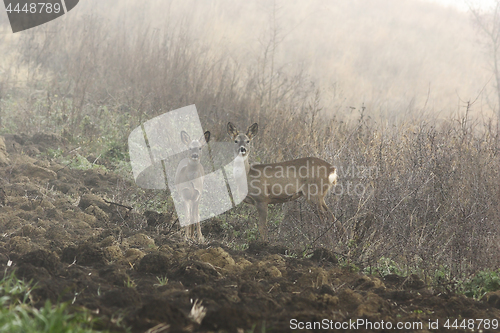 Image of roe deers in foggy morning