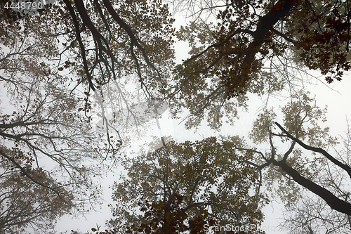 Image of abstract view of forest canopy in misty morning