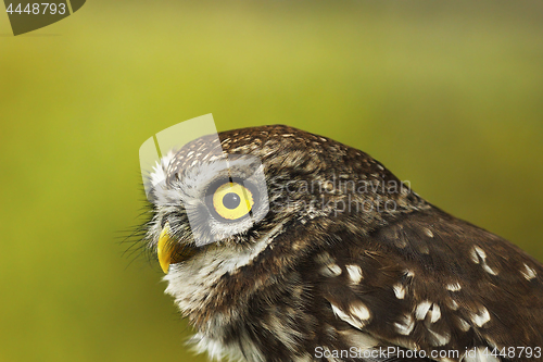 Image of portrait of little owl over green out of focus background