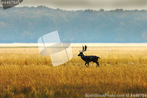 Image of fallow deer buck in morning light