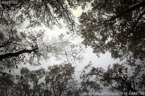 Image of abstract view of forest canopy on a misty day