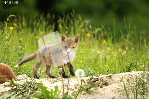 Image of tiny red fox cub