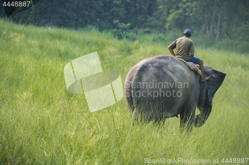 Image of Mahout or elephant rider riding a female elephant