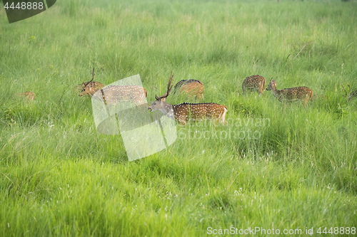 Image of Sika or spotted deers herd in the elephant grass