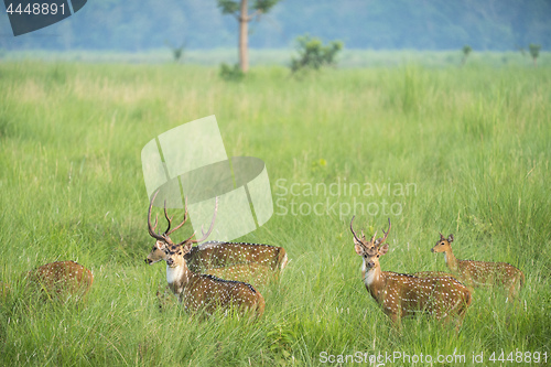 Image of Sika or spotted deers herd in the elephant grass