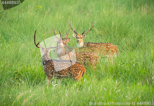 Image of Sika or spotted deers herd in the elephant grass