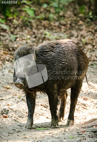 Image of Wild boar male feeding in the jungle