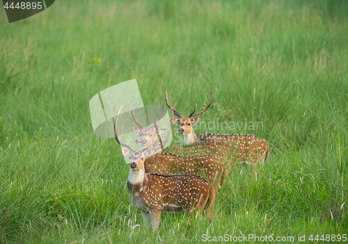 Image of Sika or spotted deers herd in the elephant grass