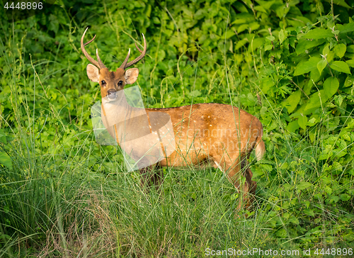 Image of spotted or sika deer in the jungle