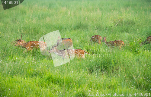 Image of Sika or spotted deers herd in the elephant grass