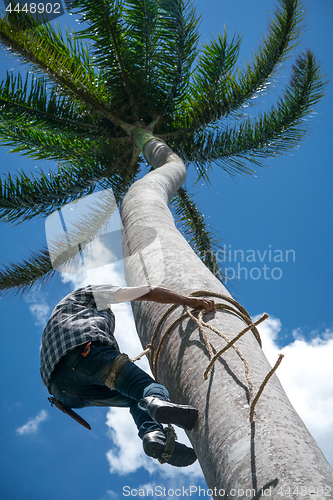 Image of Adult male climbs coconut tree to get coco nuts