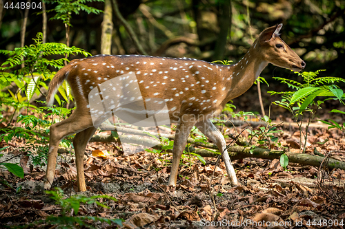 Image of spotted or sika deer in the jungle