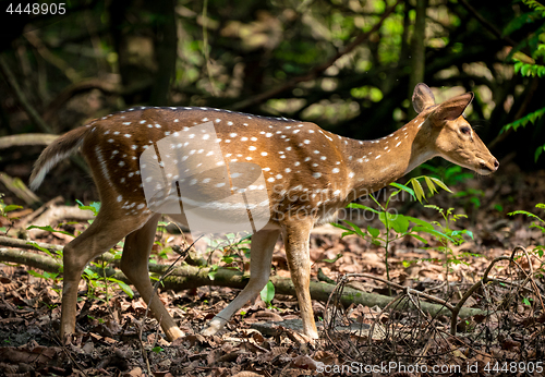 Image of spotted or sika deer in the jungle