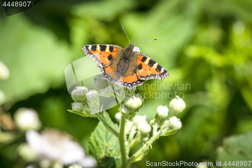 Image of Tortoiseshell butterfly on a plant