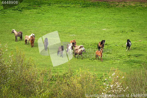 Image of Pony herd on a green field