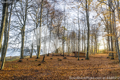 Image of Forest scenery with a wooden shelter