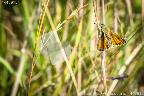 Image of Orange Venata moth hanging on a straw