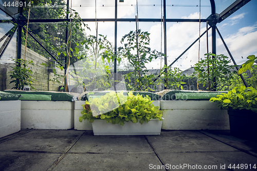 Image of Green plants in a small greenhouse