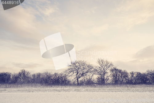 Image of Beautiful winter landscape with trees and bushes