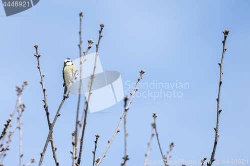 Image of Blue tit on a small twig in the spring