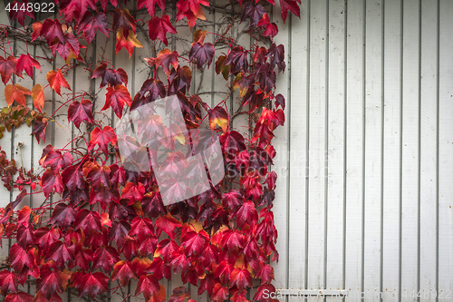 Image of Autumn maple in red colors climbing a wooden wall