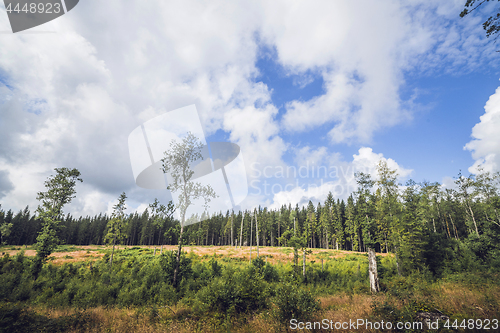 Image of Forest clearing surrounded by tall pine trees