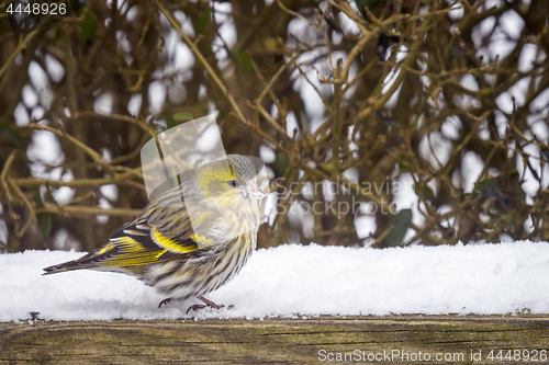 Image of Eurasian Siskin in a garden with snow