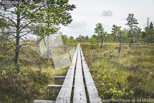 Image of Wooden planks in wild nature with pine trees