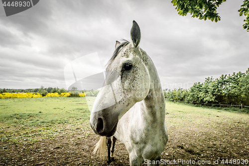 Image of Horse close-up on a field in cloudy weather